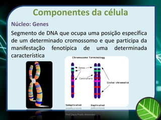 Componentes da célula
Núcleo: Genes
Segmento de DNA que ocupa uma posição específica
de um determinado cromossomo e que participa da
manifestação fenotípica de uma determinada
característica
Prof Zayra Prado Almondes
 