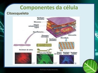 Componentes da célula
Citoesqueleto
Prof Zayra Prado Almondes
 