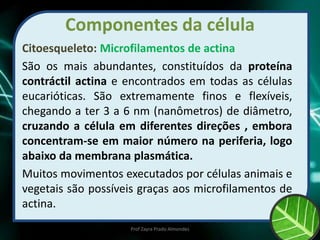 Componentes da célula
Citoesqueleto: Microfilamentos de actina
São os mais abundantes, constituídos da proteína
contráctil actina e encontrados em todas as células
eucarióticas. São extremamente finos e flexíveis,
chegando a ter 3 a 6 nm (nanômetros) de diâmetro,
cruzando a célula em diferentes direções , embora
concentram-se em maior número na periferia, logo
abaixo da membrana plasmática.
Muitos movimentos executados por células animais e
vegetais são possíveis graças aos microfilamentos de
actina.
Prof Zayra Prado Almondes
 