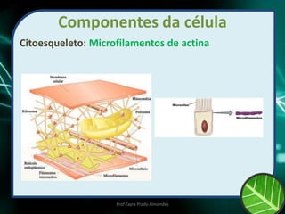 Componentes da célula
Citoesqueleto: Microfilamentos de actina
Prof Zayra Prado Almondes
 