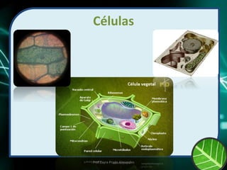 Células
Prof Zayra Prado Almondes
 
