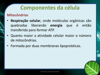 Componentes da célula
Mitocôndrias
• Respiração celular, onde moléculas orgânicas são
quebradas liberando energia que é então
transferida para formar ATP.
• Quanto maior a atividade celular maior o número
de mitocôndrias.
• Formada por duas membranas lipoprotéicas.
Prof Zayra Prado Almondes
 