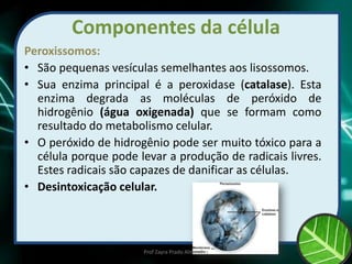 Componentes da célula
Peroxissomos:
• São pequenas vesículas semelhantes aos lisossomos.
• Sua enzima principal é a peroxidase (catalase). Esta
enzima degrada as moléculas de peróxido de
hidrogênio (água oxigenada) que se formam como
resultado do metabolismo celular.
• O peróxido de hidrogênio pode ser muito tóxico para a
célula porque pode levar a produção de radicais livres.
Estes radicais são capazes de danificar as células.
• Desintoxicação celular.
Prof Zayra Prado Almondes
 