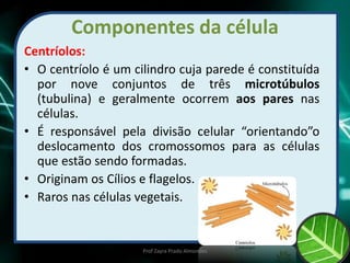 Componentes da célula
Centríolos:
• O centríolo é um cilindro cuja parede é constituída
por nove conjuntos de três microtúbulos
(tubulina) e geralmente ocorrem aos pares nas
células.
• É responsável pela divisão celular “orientando”o
deslocamento dos cromossomos para as células
que estão sendo formadas.
• Originam os Cílios e flagelos.
• Raros nas células vegetais.
Prof Zayra Prado Almondes
 