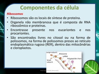 Componentes da célula
Ribossomos
• Ribossomos são os locais de síntese de proteína.
• Organela não membranosa que é composta de RNA
ribossômico e proteínas.
• Encontrasse presente nos eucariontes e nos
procariontes.
• São encontrados livres no citosol ou na forma de
polissomos, na forma de polissomos presos ao retículo
endoplasmático rugoso (RER), dentro das mitocôndrias
e cloroplastos.
Prof Zayra Prado Almondes
 