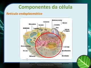 Componentes da célula
Retículo endoplasmático
Prof Zayra Prado Almondes
 