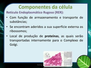 Componentes da célula
Retículo Endoplasmático Rugoso (RER):
• Com função de armazenamento e transporte de
substâncias;
• Se encontram aderidos a sua superfície externa os
ribossomos;
• Local de produção de proteínas, as quais serão
transportadas internamente para o Complexo de
Golgi.
Prof Zayra Prado Almondes
 