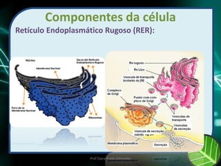 Componentes da célula
Retículo Endoplasmático Rugoso (RER):
Prof Zayra Prado Almondes
 