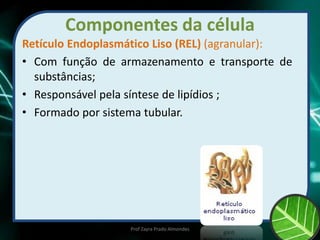 Componentes da célula
Retículo Endoplasmático Liso (REL) (agranular):
• Com função de armazenamento e transporte de
substâncias;
• Responsável pela síntese de lipídios ;
• Formado por sistema tubular.
Prof Zayra Prado Almondes
 