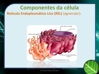 Componentes da célula
Retículo Endoplasmático Liso (REL) (agranular):
Prof Zayra Prado Almondes
 