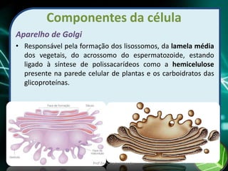 Componentes da célula
Aparelho de Golgi
• Responsável pela formação dos lisossomos, da lamela média
dos vegetais, do acrossomo do espermatozoide, estando
ligado à síntese de polissacarídeos como a hemicelulose
presente na parede celular de plantas e os carboidratos das
glicoproteínas.
Prof Zayra Prado Almondes
 