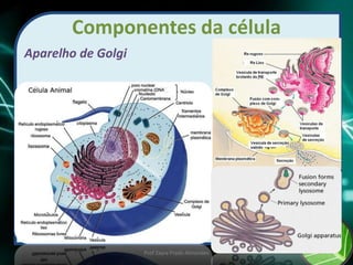 Componentes da célula
Aparelho de Golgi
Prof Zayra Prado Almondes
 