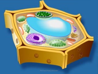 Célula Vegetal
Prof Zayra Prado Almondes
 