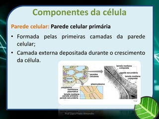 Componentes da célula
Parede celular: Parede celular primária
• Formada pelas primeiras camadas da parede
celular;
• Camada externa depositada durante o crescimento
da célula.
Prof Zayra Prado Almondes
 