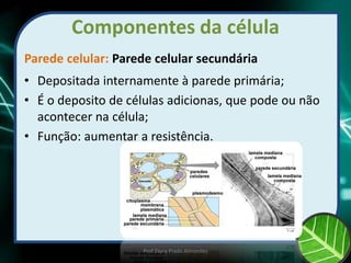 Componentes da célula
Parede celular: Parede celular secundária
• Depositada internamente à parede primária;
• É o deposito de células adicionas, que pode ou não
acontecer na célula;
• Função: aumentar a resistência.
Prof Zayra Prado Almondes
 
