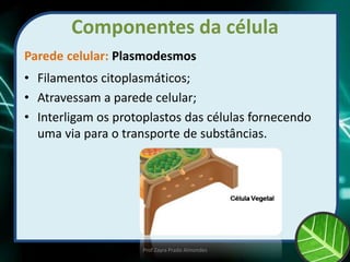 Componentes da célula
Parede celular: Plasmodesmos
• Filamentos citoplasmáticos;
• Atravessam a parede celular;
• Interligam os protoplastos das células fornecendo
uma via para o transporte de substâncias.
Prof Zayra Prado Almondes
 