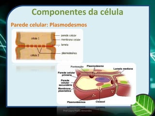 Componentes da célula
Parede celular: Plasmodesmos
Prof Zayra Prado Almondes
 