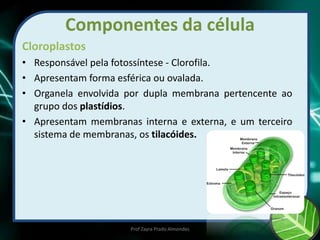 Componentes da célula
Cloroplastos
• Responsável pela fotossíntese - Clorofila.
• Apresentam forma esférica ou ovalada.
• Organela envolvida por dupla membrana pertencente ao
grupo dos plastídios.
• Apresentam membranas interna e externa, e um terceiro
sistema de membranas, os tilacóides.
Prof Zayra Prado Almondes
 