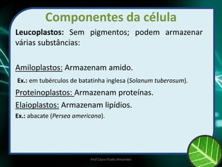 Componentes da célula
Leucoplastos: Sem pigmentos; podem armazenar
várias substâncias:
Amiloplastos: Armazenam amido.
Ex.: em tubérculos de batatinha inglesa (Solanum tuberosum).
Proteinoplastos: Armazenam proteínas.
Elaioplastos: Armazenam lipídios.
Ex.: abacate (Persea americana).
Prof Zayra Prado Almondes
 