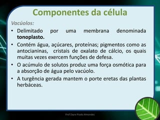 Componentes da célula
Vacúolos:
• Delimitado por uma membrana denominada
tonoplasto.
• Contém água, açúcares, proteínas; pigmentos como as
antocianinas, cristais de oxalato de cálcio, os quais
muitas vezes exercem funções de defesa.
• O acúmulo de solutos produz uma força osmótica para
a absorção de água pelo vacúolo.
• A turgência gerada mantem o porte eretas das plantas
herbáceas.
Prof Zayra Prado Almondes
 
