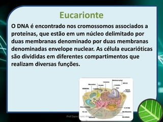 Eucarionte
O DNA é encontrado nos cromossomos associados a
proteínas, que estão em um núcleo delimitado por
duas membranas denominado por duas membranas
denominadas envelope nuclear. As célula eucarióticas
são divididas em diferentes compartimentos que
realizam diversas funções.
Prof Zayra Prado Almondes
 