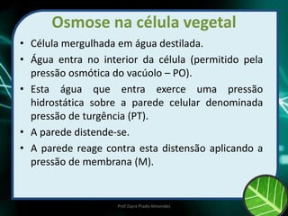 Osmose na célula vegetal
• Célula mergulhada em água destilada.
• Água entra no interior da célula (permitido pela
pressão osmótica do vacúolo – PO).
• Esta água que entra exerce uma pressão
hidrostática sobre a parede celular denominada
pressão de turgência (PT).
• A parede distende-se.
• A parede reage contra esta distensão aplicando a
pressão de membrana (M).
Prof Zayra Prado Almondes
 