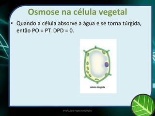 Osmose na célula vegetal
• Quando a célula absorve a água e se torna túrgida,
então PO = PT. DPD = 0.
Prof Zayra Prado Almondes
 