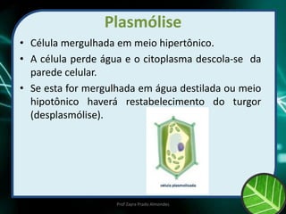 Plasmólise
• Célula mergulhada em meio hipertônico.
• A célula perde água e o citoplasma descola-se da
parede celular.
• Se esta for mergulhada em água destilada ou meio
hipotônico haverá restabelecimento do turgor
(desplasmólise).
Prof Zayra Prado Almondes
 