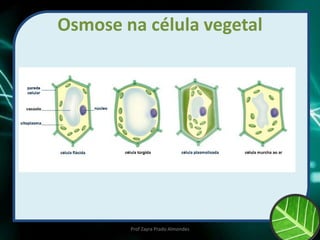 Osmose na célula vegetal
Prof Zayra Prado Almondes
 