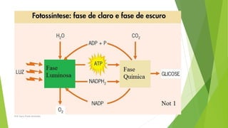 Prof Zayra Prado Almondes
 