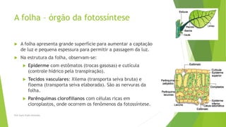 A folha – órgão da fotossíntese
 A folha apresenta grande superfície para aumentar a captação
de luz e pequena espessura para permitir a passagem da luz.
 Na estrutura da folha, observam-se:
 Epiderme com estômatos (trocas gasosas) e cutícula
(controle hídrico pela transpiração).
 Tecidos vasculares: Xilema (transporta seiva bruta) e
floema (transporta seiva elaborada). São as nervuras da
folha.
 Parênquimas clorofilianos com células ricas em
cloroplastos, onde ocorrem os fenômenos da fotossíntese.
Prof Zayra Prado Almondes
 