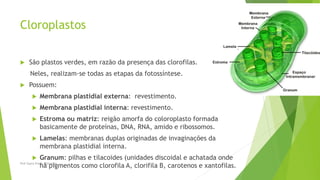 Cloroplastos
 São plastos verdes, em razão da presença das clorofilas.
Neles, realizam-se todas as etapas da fotossíntese.
 Possuem:
 Membrana plastidial externa: revestimento.
 Membrana plastidial interna: revestimento.
 Estroma ou matriz: reigão amorfa do coloroplasto formada
basicamente de proteínas, DNA, RNA, amido e ribossomos.
 Lamelas: membranas duplas originadas de invaginações da
membrana plastidial interna.
 Granum: pilhas e tilacoides (unidades discoidal e achatada onde
há pigmentos como clorofila A, clorifila B, carotenos e xantofilas.Prof Zayra Prado Almondes
 