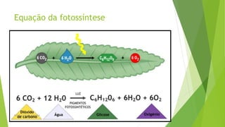 Equação da fotossíntese
Prof Zayra Prado Almondes
 