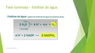 Fase luminosa - fotólise da água
Prof Zayra Prado Almondes
 