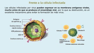 Celulas Infectadas FRENTE A LOS MICROBIOS DE LA ESCUELA DE MEDICINA.pptx