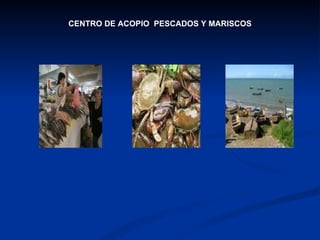 CENTRO DE ACOPIO  PESCADOS Y MARISCOS 