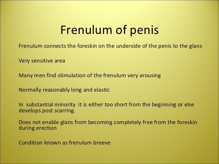 Penis frenulum Category:Frenulum of