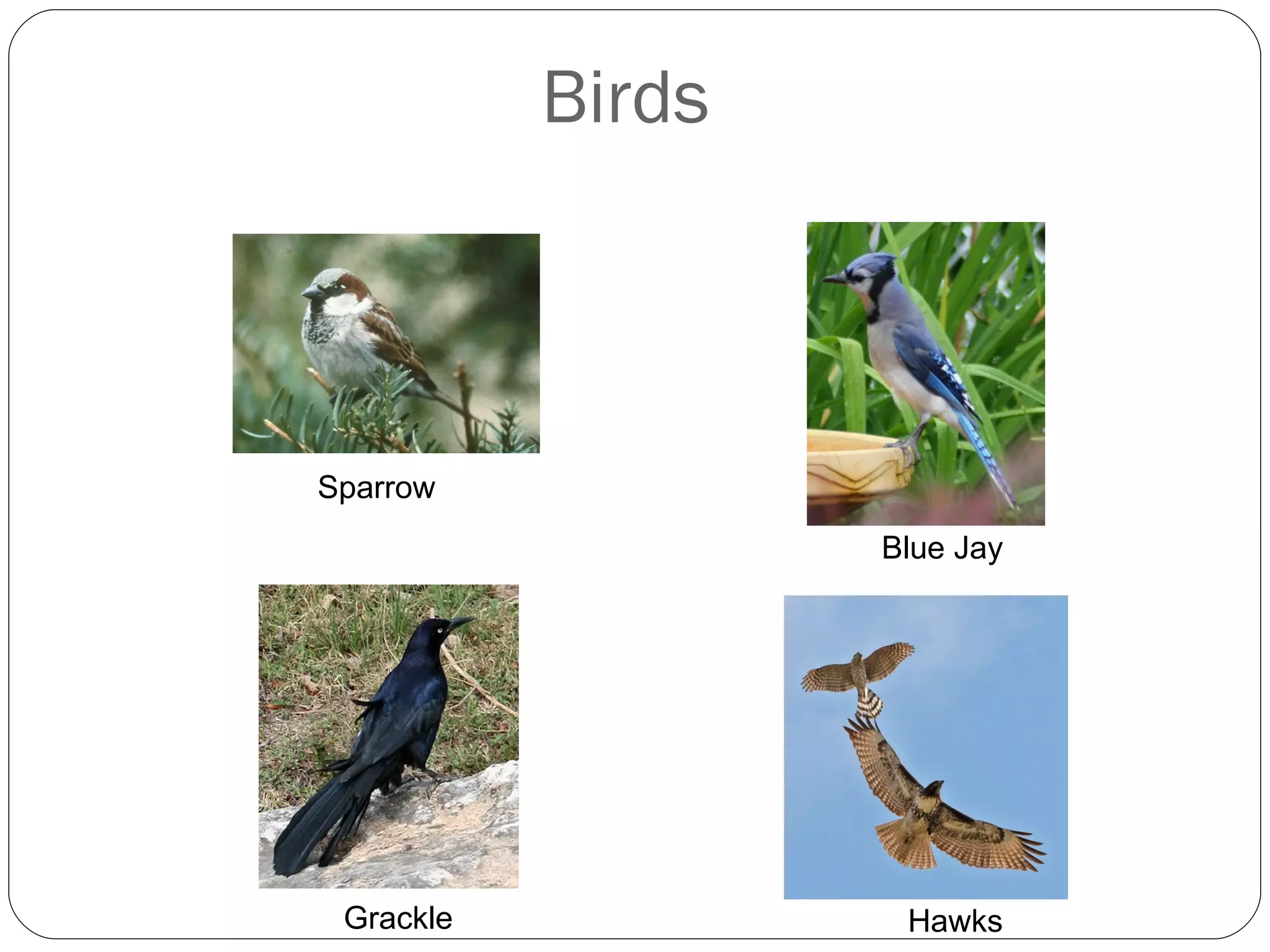Birds  Sparrow Blue Jay Grackle Hawks 