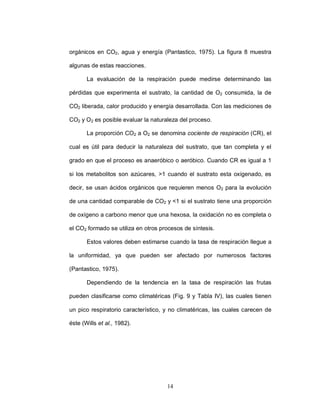 orgánicos en CO2, agua y energía (Pantastico, 1975). La figura 8 muestra

algunas de estas reacciones.

       La evaluación de la respiración puede medirse determinando las

pérdidas que experimenta el sustrato, la cantidad de O2 consumida, la de

CO2 liberada, calor producido y energía desarrollada. Con las mediciones de

CO2 y O 2 es posible evaluar la naturaleza del proceso.

       La proporción CO2 a O2 se denomina cociente de respiración (CR), el

cual es útil para deducir la naturaleza del sustrato, que tan completa y el

grado en que el proceso es anaeróbico o aeróbico. Cuando CR es igual a 1

si los metabolitos son azúcares, >1 cuando el sustrato esta oxigenado, es

decir, se usan ácidos orgánicos que requieren menos O2 para la evolución

de una cantidad comparable de CO2 y <1 si el sustrato tiene una proporción

de oxígeno a carbono menor que una hexosa, la oxidación no es completa o

el CO2 formado se utiliza en otros procesos de síntesis.

       Estos valores deben estimarse cuando la tasa de respiración llegue a

la uniformidad, ya que pueden ser afectado por numerosos factores

(Pantastico, 1975).

       Dependiendo de la tendencia en la tasa de respiración las frutas

pueden clasificarse como climatéricas (Fig. 9 y Tabla IV), las cuales tienen

un pico respiratorio característico, y no climatéricas, las cuales carecen de

éste (Wills et al., 1982).




                                     14
 
