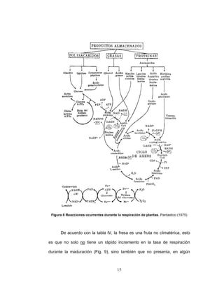 Figura 8 Reacciones ocurrentes durante la respiración de plantas. Pantastico (1975)




      De acuerdo con la tabla IV, la fresa es una fruta no climatérica, esto

es que no solo no tiene un rápido incremento en la tasa de respiración

durante la maduración (Fig. 9), sino también que no presenta, en algún



                                         15
 