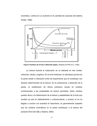 enzimática, culmina en un aumento en la cantidad de azúcares del sistema

(Potter, 1986).




   Figura 9 Cambios de la fruta a diferentes etapas. Adaptado de Wills et al., (1982).


       La textura durante la maduración se ve afectada en tres niveles:

molecular, celular y orgánico. En el nivel molecular, la naturaleza química de

la pared celular e interacción entre los biopolímeros que la constituyen son

factores determinantes de la textura. En la senescencia y desarrollo de la

planta,   la   modificación     de    dichos    polímeros      resulta    en   cambios

contribuyentes a las propiedades de textura percibidas. Estos cambios

pueden llevar a la deterioración de la textura y palatabilidad de la fruta que

resultan ya sea en ablandamiento o endurecimiento, y aunque no se ha

llegado a concluir con exactitud el mecanismo, es generalmente aceptado

que los cambios enzimáticos en la pared contribuyen a la textura del

producto final (Van Dijk y Tijskens, 2000).


                                           17
 