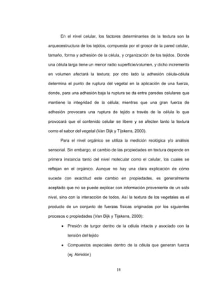 En el nivel celular, los factores determinantes de la textura son la

arqueoestructura de los tejidos, compuesta por el grosor de la pared celular,

tamaño, forma y adhesión de la célula, y organización de los tejidos. Donde

una célula larga tiene un menor radio superficie/volumen, y dicho incremento

en volumen afectará la textura; por otro lado la adhesión célula-célula

determina el punto de ruptura del vegetal en la aplicación de una fuerza,

donde, para una adhesión baja la ruptura se da entre paredes celulares que

mantiene la integridad de la célula; mientras que una gran fuerza de

adhesión provocara una ruptura de tejido a través de la célula lo que

provocará que el contenido celular se libere y se afecten tanto la textura

como el sabor del vegetal (Van Dijk y Tijskens, 2000).

      Para el nivel orgánico se utiliza la medición reológica y/o análisis

sensorial. Sin embargo, el cambio de las propiedades en textura depende en

primera instancia tanto del nivel molecular como el celular, los cuales se

reflejan en el orgánico. Aunque no hay una clara explicación de cómo

sucede con exactitud este cambio en propiedades, es generalmente

aceptado que no se puede explicar con información proveniente de un solo

nivel, sino con la interacción de todos. Así la textura de los vegetales es el

producto de un conjunto de fuerzas físicas originadas por los siguientes

procesos o propiedades (Van Dijk y Tijskens, 2000):

          Presión de turgor dentro de la célula intacta y asociado con la

           tensión del tejido

          Compuestos especiales dentro de la célula que generan fuerza

           (ej. Almidón)


                                     18
 
