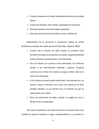    Fuerzas cohesivas en la célula: propiedades químicas de la pared

          celular

         Fuerzas de adhesión entre células: propiedades de la pectina.

         Estructura general y forma de células separadas

         Estructura general y forma de tejidos: fuerza y distribución



      Dependiendo de la ocurrencia e importancia relativa de dichos

fenómenos se pueden dar varios escenarios (Van Dijk y Tijskens, 2000):

         Cuando solo la tensión de tejido (turgor) se presenta como

          fenómeno principal, los productos son suaves y jugosos perdiendo

          textura durante su procesamiento, como las fresas.

         Con las fuerzas de la pectina como dominantes, los productos

          tienden a ser esencialmente crujientes y jugosos. Cualquier

          ruptura se da a través de la célula y el jugo se libera. Este es el

          caso de las manzanas.

         Si las fuerzas de pared celular predominan, los productos son, en

          esencia, secos y harinosos, por lo que una ruptura se da entre

          paredes celulares, lo que permite que el contenido de jugo se

          queda dentro de la célula.

         Para una dominación de tejido vascular, el vegetal es duro y

          fibroso como los espárragos.



      Otro factor importante en el cambio de textura es la disminución en la

cantidad de pectina insoluble en agua, correspondiente a un aumento en


                                       19
 