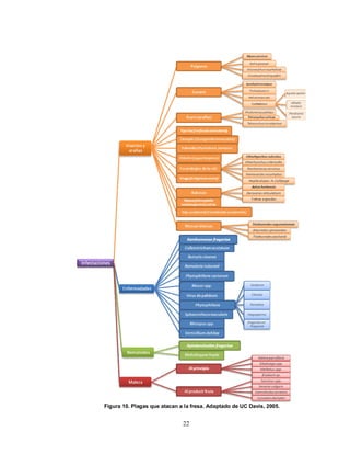 Figura 10. Plagas que atacan a la fresa. Adaptado de UC Davis, 2005.


                              22
 
