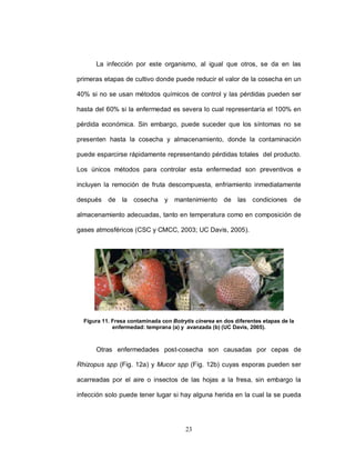 Figura 10. Plagas que atacan a la fresa. Adaptado de UC Davis, 2005.
      La infección por este organismo, al igual que otros, se da en las

primeras etapas de cultivo donde puede reducir el valor de la cosecha en un

40% si no se usan métodos químicos de control y las pérdidas pueden ser

hasta del 60% si la enfermedad es severa lo cual representaría el 100% en

pérdida económica. Sin embargo, puede suceder que los síntomas no se

presenten hasta la cosecha y almacenamiento, donde la contaminación

puede esparcirse rápidamente representando pérdidas totales del producto.

Los únicos métodos para controlar esta enfermedad son preventivos e

incluyen la remoción de fruta descompuesta, enfriamiento inmediatamente

después     de la cosecha y         mantenimiento de las condiciones             de

almacenamiento adecuadas, tanto en temperatura como en composición de

gases atmosféricos (CSC y CMCC, 2003; UC Davis, 2005).


        a                                     b




  Figura 11. Fresa contaminada con Botrytis cinerea en dos diferentes etapas de la
             enfermedad: temprana (a) y avanzada (b) (UC Davis, 2005).



      Otras enfermedades post-cosecha son causadas por cepas de

Rhizopus spp (Fig. 12a) y Mucor spp (Fig. 12b) cuyas esporas pueden ser

acarreadas por el aire o insectos de las hojas a la fresa, sin embargo la

infección solo puede tener lugar si hay alguna herida en la cual la se pueda




                                        23
 