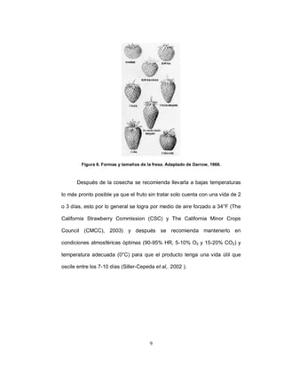 Figura 6. Formas y tamaños de la fresa. Adaptado de Darrow, 1966.



       Después de la cosecha se recomienda llevarla a bajas temperaturas

lo más pronto posible ya que el fruto sin tratar solo cuenta con una vida de 2

o 3 días, esto por lo general se logra por medio de aire forzado a 34°F (The

California Strawberry Commission (CSC) y The California Minor Crops

Council (CMCC), 2003) y después se recomienda mantenerlo en

condiciones atmosféricas óptimas (90-95% HR, 5-10% O2 y 15-20% CO2) y

temperatura adecuada (0°C) para que el producto tenga una vida útil que

oscile entre los 7-10 días (Siller-Cepeda et al,. 2002 ).




                                        9
 