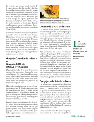 La bacterias que causan la enfermedad de
la espora lechosa, Bacillus popillae y Bacillus
lentimorbus, son enemigos naturales impor-
tantes de los escarabajos, matando las lar-
vas. Las larvas ingieren esporas de esas bac-
terias por las hojas o raíces del césped que
comen. Luego, las esporas germinan y la           Gorgojo cortador de la fresa. Foto: Ontario Ministry
bacteria se multiplica dentro de las larvas,      of Agriculture, Food and Rural Aﬀairs, www.omafra.
                                                  gov.on.ca/english/crops/facts/99-031.htm
las cuales mueren y se desintegran, dejando
muchas esporas nuevas y viables para disper-
sar la enfermedad a generaciones posteriores      Gusano de la Raíz de la Fresa
(Daar, 1988).                                     Los adultos de los gusanos de la raíz de la
                                                  fresa (Paria fragariae) se alimentan principal-
Nemátodos benéﬁcos también son efectivos
                                                  mente de noche, haciendo hoyos en las hojas.
contra las larvas de escarabajos en el suelo.
                                                  Las larvas se alimentan de las raíces ﬁnas y se
El nemátodo Steinernema carpocapsae infecta
                                                  comen las coronas o puntos de crecimiento
a su víctima cerca de la superﬁcie del suelo,


                                                                                                           L
                                                  cerca del suelo. El control cultural consiste en
mientras que Heterorhabditus bacteriophora        arar los campos infestados después de la cose-                   os
busca víctimas activamente bajo la super-         cha y poner plantas nuevas lejos de bosques                      nemátodos
ﬁcie de la tierra (Flint y Dreistadt, 1998).      (sitios favorables para la hibernación) y de                     benéﬁcos
Estos nemátodos y las bacterias de la espora      plantaciones de fresa más viejas.
lechosa están extensamente disponibles a                                                                   también son
través de compañías que venden productos          Aparentemente, no se han establecido                     efectivos contra las
de jardinería por correo.                         umbrales de daño para MIP (Manejo Inte-                  larvas de
                                                  grado de Plagas) para el gusano de la raíz. Si           escarabajos en
Gorgojo Cortador de la Fresa                      el agricultor, basado en la historia del campo,          el suelo.
                                                  considera necesario el tratamiento con pes-
o                                                 ticidas, se debe realizar un tratamiento noc-
Gorgojo del Brote                                 turno dirigido a eliminar a los adultos que se
(Strawberry Clipper)                              alimentan de las hojas, porque no hay ningún
                                                  insecticida efectivo o registrado para el con-
El gorgojo cortador de la fresa, Anthonomus       trol de larvas. Depredadores que viven en el
signatus, sólo se encuentra al este de las mon-   suelo como los escarabajos del suelo y nemát-
tañas Rocosas. Los escarabajos adultos emer-      odos que atacan a insectos como especies de
gen a principios de la primavera, poniendo        Steinernema, pueden proveer cierto control.
sus huevos en las yemas y cortando parte
de los brotes, haciendo que las yemas de las
frutillas se caigan al suelo.
                                                  Gorgojo de la Raíz de la Fresa
                                                  Los adultos de esta especie se alimentan
El gorgojo cortador de fresas se mueve lenta-     principalmente de hojas, causando un daño
mente a una tasa de 30 pies por temporada.        menor. El estado larvario es el problema,
En una plantación nueva es difícil que el         ya que las larvas se alimentan de las raíces
daño se extienda a un perímetro mayor a 30        y coronas de las plantas de fresas. Los gor-
pies. El daño puede ser mayor en plantacio-       gojos de la raíz de la fresa tienen muchos
nes más viejas, pero aún así limitado por el      huéspedes alternativos, incluyendo otras fru-
lento movimiento del insecto.                     tas pequeñas como cranberries, uva, menta,
                                                  lúpulo y varias plantas ornamentales. La
Los agricultores orgánicos deberían destruir      rotación con cultivos no hospederos como
las yemas dañadas (ya que contienen hue-          maíz, trigo, trébol y alfalfa puede reducir su
vos), eliminar basura y follaje cercano que       población (Berry, 1998).
puedan proveer sitios para hibernación para
gorgojos adultos, y aplicar insecticidas apro-    Como otros insectos del suelo, los gorgo-
bados orgánicamente como último recurso.          jos de la raíz de la fresa son susceptibles al
www.attra.ncat.org                                                                                       ATTRA       Página 11
 