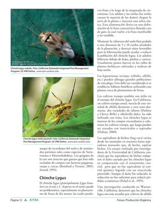 cen fruta a lo largo de la temporada de cre-
                                                                                   cimiento. Los adultos y las ninfas (las ninfas
                                                                                   causan la mayoría de los daños) chupan la
                                                                                   savia de la planta e inyectan una saliva tóx-
                                                                                   ica. Esta alimentación deriva en una defor-
                                                                                   mación de la fruta característica llamada cara
                                                                                   de gato, la cual vuelve a la fruta inutilizable
                                                                                   y no vendible.
                                                                                   Mantener la cobertura del suelo bien podada
                                                                                   a una distancia de 5 a 10 yardas alrededor
                                                                                   de la plantación, y destruir sitios favorables
                                                                                   para la hibernación puede ayudar a reducir
                                                                                   la población del chinche lygus. Los adultos
                                                                                   hibernan debajo de hojas, piedras y corteza.
                                                                                   Usualmente ponen huevos en los tallos de
                                                                                   plantas herbáceas cultivadas y malezas de
Chinche lygus adulto. Foto: California Statewide Integrated Pest Management
Program. UC IPM Online, www.ipm.ucdavis.edu.                                       hoja ancha.
                                                                                   Las leguminosas (arvejas, tréboles, alfalfa,
                                                                                   etc.) pueden albergar grandes poblaciones
                                                                                   de esta plaga. Esto debe ser considerado si se
                                                                                   establecen hábitats benéﬁcos utilizando esas
                                                                                   plantas cerca de plantaciones de fresas.
                                                                                   Los cultivos trampa también son útiles en
                                                                                   el manejo del chinche lygus. En California,
                                                                                   un cultivo trampa anual, mezcla de una var-
                                                                                   iedad de alfalfa dormante y otra semi-dor-
                                                                                   mante, dos variedades de rábano (Daikon
                                                                                   y Cherry Belle) y alhelicillo dulce, ha sido
                                                                                   utilizado con éxito. Los chinches lygus se
                                                                                   mueven de los campos circundantes y colo-
                                                                                   nizan los cultivos trampa, que luego pueden
                                                                                   ser tratados con insecticidas o aspirados
                                                                                   (Dufour, 2000).

            Chinche lygus ninfa (juvenil). Foto: California Statewide Integrated   Las aspiradoras de bichos (bug vacs) varían
            Pest Management Program. UC IPM Online, www.ipm.ucdavis.edu.           desde las montadas en tractores hasta aspi-
                                                                                   radoras manuales que, de hecho, aspiran
                            ataque de escarabajos del suelo y de nemáto-           bichos. Un ensayo realizado por investiga-
                            dos parásitos tales como especies de Stein-            dores de la Universidad de California con-
                            ernema o Heterorhabditus. Los gorgojos de              cluyó que las aspiradoras de bichos reduje-
                            la raíz son insectos que gatean que han sido           ron el daño causado por los chinches lygus
                            excluidos de campos con barreras pegajosas,            en comparación con el tratamiento con-
                            zanjas y cercas (Bomford y Vernon, 2005;               trol, pero que no fue equivalente al con-
                            Strand, 1993).                                         trol químico logrado con un insecticida
                                                                                   piretroide. Aunque el daño fue reducido, la
                            Chinche Lygus                                          reducción no fue suﬁciente para reducir pér-
                                                                                   didas económicas (Pickel et al., 1995).
                            El chinche lygus (principalmente Lygus lineo-
                            laris en el este y L. hesperus en el oeste) puede      Una investigación conducida en Watson-
                            ser problemático, especialmente en plantacio-          ville, California, demostró que los chinches
                            nes de fresas de día neutro, las cuales produ-         lygus son más atraídos por cultivos de alfalfa
Página 12         ATTRA                                                                             Fresas: Producción Orgánica
 
