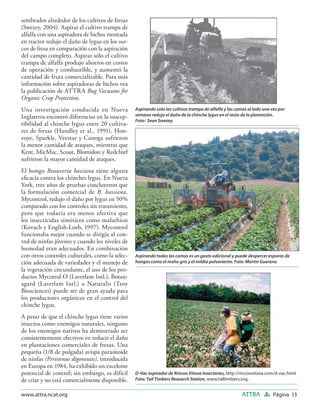sembrados alrededor de los cultivos de fresas
(Swezey, 2004). Aspirar el cultivo trampa de
alfalfa con una aspiradora de bichos montada
en tractor redujo el daño de lygus en los sur-
cos de fresa en comparación con la aspiración
del campo completo. Aspirar sólo el cultivo
trampa de alfalfa produjo ahorros en costos
de operación y combustible, y aumentó la
cantidad de fruta comercializable. Para más
información sobre aspiradoras de bichos vea
la publicación de ATTRA Bug Vacuums for
Organic Crop Protection.
Una investigación conducida en Nueva             Aspirando solo los cultivos trampa de alfalfa y las camas al lado una vez por
Inglaterra encontró diferencias en la suscep-    semana redujo el daño de la chinche lygus en el resto de la plantación.
                                                 Foto: Sean Swezey.
tibilidad al chinche lygus entre 20 cultiva-
res de fresas (Handley et al., 1991). Hon-
eoye, Sparkle, Veestar y Canoga sufrieron
la menor cantidad de ataques, mientras que
Kent, MicMac, Scout, Blomidon y Redchief
sufrieron la mayor cantidad de ataques.
El hongo Beauveria bassiana tiene alguna
eﬁcacia contra los chinches lygus. En Nueva
York, tres años de pruebas concluyeron que
la formulación comercial de B. bassiana,
Mycontrol, redujo el daño por lygus en 50%
comparado con los controles sin tratamiento,
pero que todavía era menos efectiva que
los insecticidas sintéticos como malathion
(Kovach y English-Loeb, 1997). Mycontrol
funcionaba mejor cuando se dirigía al con-
trol de ninfas jóvenes y cuando los niveles de
humedad eran adecuados. En combinación
con otros controles culturales, como la selec-   Aspirando todas las camas es un gasto adicional y puede despercer esporas de
ción adecuada de variedades y el manejo de       hongos como el moho gris y el mildiú polvoriento. Foto: Martin Guerena
la vegetación circundante, el uso de los pro-
ductos Mycotrol O (Laverlam Intl.), Botan-
agard (Laverlam Intl.) o Naturalis (Troy
Biosciences) puede ser de gran ayuda para
los productores orgánicos en el control del
chinche lygus.
A pesar de que el chinche lygus tiene varios
insectos como enemigos naturales, ninguno
de los enemigos nativos ha demostrado ser
consistentemente efectivos en reducir el daño
en plantaciones comerciales de fresas. Una
pequeña (1/8 de pulgada) avispa parasitoide
de ninfas (Peristenus digoneutis), introducida
en Europa en 1984, ha exhibido un excelente
potencial de control; sin embargo, es difícil    D-Vac aspirador de Rincon Vitova Insectaries, http://rinconvitova.com/d-vac.html
de criar y no está comercialmente disponible.    Foto: Tall Timbers Research Station, www.talltimbers.org.


www.attra.ncat.org                                                                                      ATTRA          Página 13
 