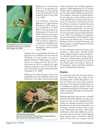 Mientras en el noreste de los       ninfas tan pronto como las ﬂores empiecen a
                                                EE.UU. se ha esparcido nat-         aparecer. Golpee ligeramente 10 a 15 racimos
                                                uralmente, no se ha movido          de ﬂores sobre un platillo plástico blanco para
                                                al sur de la latitud 41º N (la      que las ninfas verdes brillantes se puedan ver
                                                ciudad de Nueva York) (Day          y ser contadas. Determine el número prome-
                                                et al., 1990).                      dio de ninfas por racimo (número total de
                                                                                    ninfas dividido por el número total de raci-
                                                En California, Peristenus           mos). Si las muestras se concentran cerca de
                                                digoneutis y P. stygicus fueron     las orillas con malezas, el umbral de acción
                                                liberados en 1998, donde se         es una ninfa por racimo, pero si se toman al
                                                han establecido y en 200-           azar a través de la plantación, 1⁄2 ninfa por
                                                2002 se notaron aumentos en         racimo se debe considerar adecuado para ini-
                                                el parasitismo (Fuester et al.,     ciar un tratamiento con pesticidas (Kovach,
                                                2004). Mayores tasas de par-        et al., 1990). Sin embargo, investigadores
                                                asitismo por parte de P. digo-      de la Universidad de Cornell advierten a los
                                                neutis se observaron en Nueva       productores que piensen usar el insecticida
                                                York en huertos orgánicos o         biológico de lenta actividad B bassiana, que
                                                casualmente fumigados que           deben utilizar un umbral más bajo (Kovach
Avispa parasítica (Peristenus digoneutis)       en huertos intensamente
inyectando sus huevos en una ninfa de                                               y English-Loeb, 1997).
chinche lygus. Foto: USDA.
                                                fumigados (Tilmon y Hoﬀ-
                                                mann, 2003).                        Si otros enemigos naturales de lygus están
                                                                                    presentes – como arañas, chinches de ojos
                             Anaphes ioles es un parasitoide del huevo de           anchos (bigeyed bug, la especie de Geoco-
                             lygus que se ha utilizado con cierto éxito en          ris), chinche asesina (assassin bug, Zelus sp.
                             California y en otros estados. Los investi-            y Sinea sp.), chinche pajiza o damisela (dam-
                             gadores liberaron 15,000 avispas A. iole por           sel bug, una especie de Nabis), y la larva de
                             semana en campos de fresas de un acre y                las crisopas (green lacewing, la especie de
                             observaron un 64% de supresión de Lygus                Chrysoperla) – quizás usted deba considerar
                             hesperus comparado con un 44.7% de reduc-              ajustar el umbral adecuadamente.
                             ción alcanzada por la aplicación de pesticidas
                             (Udayagiri et al., 2000).
                                                                                    Ácaros
                             Dado que las ninfas de lygus son las más               Las arañas que tejen telas de araña están en
                             problemáticas, hay que dirigir los esfuerzos de        el género Tetranychus que incluye la ara-
                             monitoreo a esta etapa. Comience buscando              ñita bimaculada, arañita del pacíﬁco y ara-
                                                                                    ñita de la fresa, entre otras. Estos ácaros se
                                                                                    alimentan de los jugos de las hojas de fresa.
                                                                                    Las poblaciones grandes pueden reducir la
                                                                                    capacidad fotosintética de las plantas, resul-
                                                                                    tando en plantas debilitadas y rendimientos
                                                                                    de fruta reducidos.
                                                                                    Algunos agricultores que no usan a menudo
                                                                                    pesticidas botánicos pueden ver muy pocos
                                                                                    ácaros; si es que no son reducidos por pes-
                                                                                    ticidas, los enemigos naturales de los ácaros
                                                                                    generalmente los mantienen reprimidos. Los
                                                                                    enemigos naturales incluyen otros ácaros
                                                                                    como Phytoseiulus persimilis, Metaseiulus
                                                                                    occidentales, y Neoseiulus californicus, e insec-
                Aranita o ácaro bimaculado.                                         tos como chinches de ojos anchos (bigeyed
                Foto: University of Florida Featured Creatures, http://creatures.   bug), chinche pajiza o damisela, chinche
                ifas.uﬂ.edu/ orn/twospotted_mite05.htm                              pirata (Orius), larva de crisopa o alas de

Página 14         ATTRA                                                                              Fresas: Producción Orgánica
 
